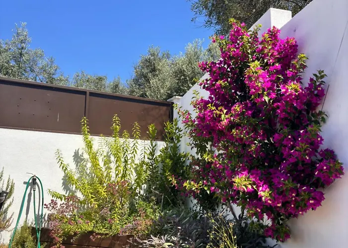 Bed & Breakfast Casa Da Oliveira